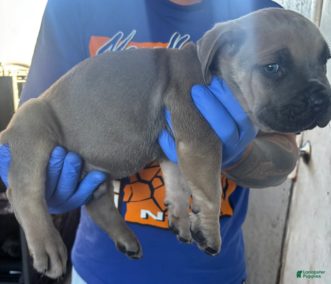 Cane Corso dogs for sale: Cane Corso Puppy 5 - Ad 2