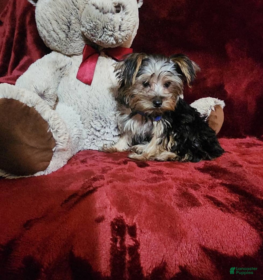 Yorkshire Terrier dogs for sale: MILO - Ad 6