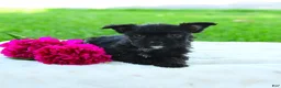Yorkiepoo dogs for sale: Raine - Ad 3