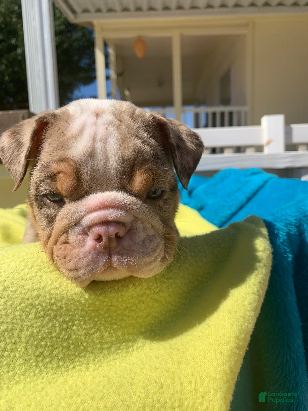 English Bulldog dogs for sale: Rocco - Ad 2
