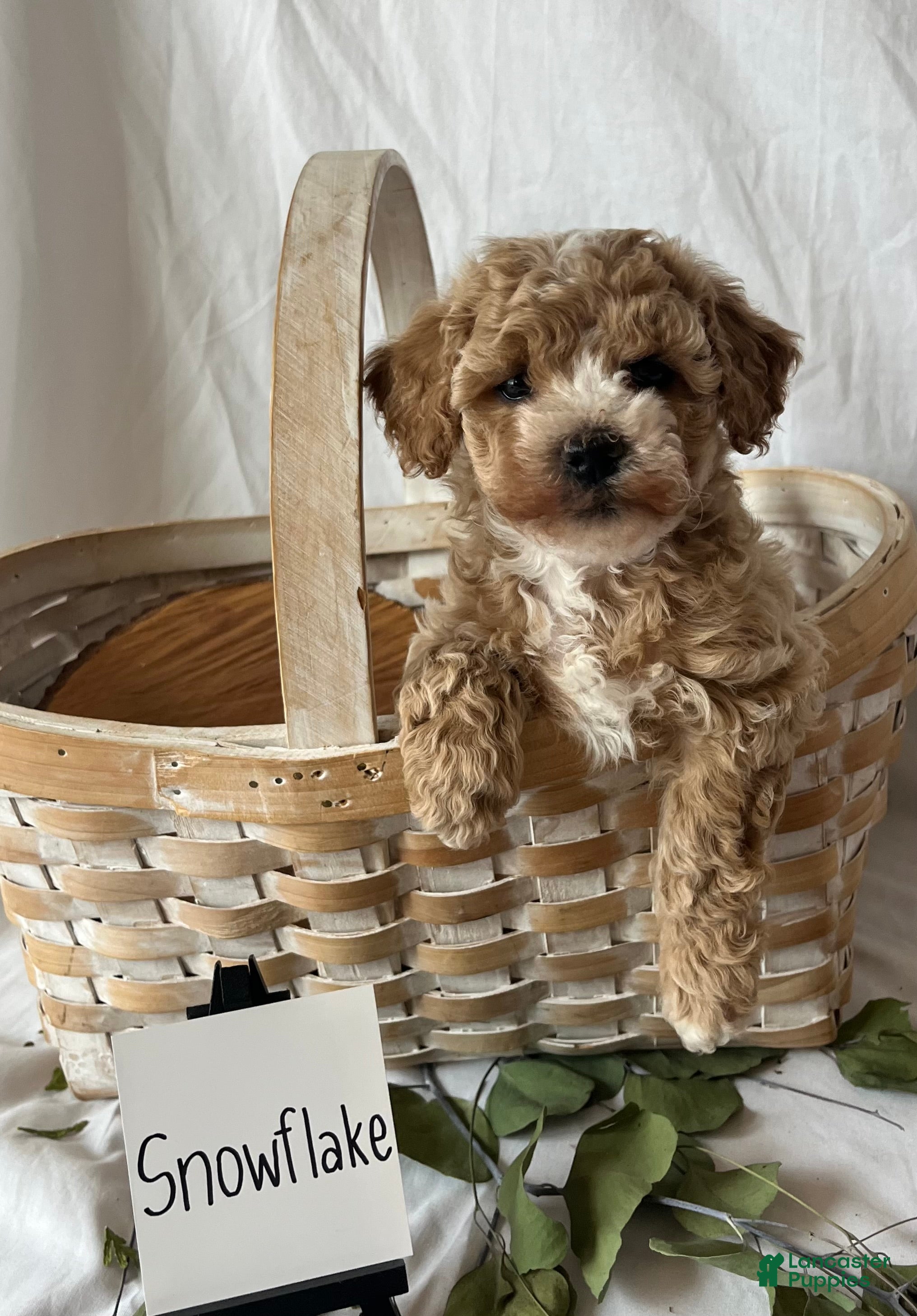 Maltipoo dogs Snowflake - Ad 41