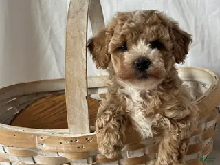 Maltipoo dogs Snowflake - Ad 26