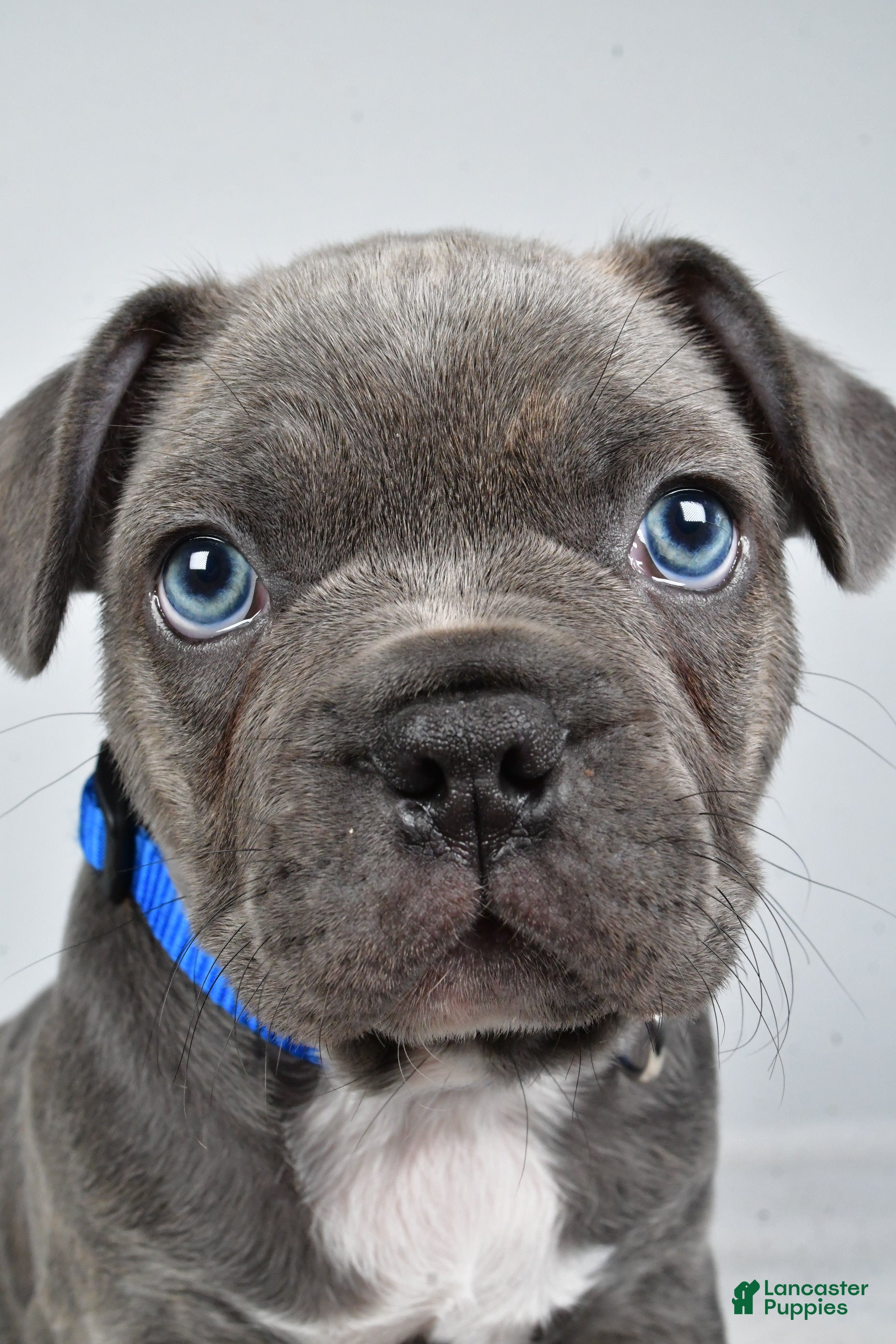 Frenchton dogs Asher - Ad 2