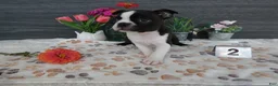 Boston Terrier dogs for sale: Boston Terrier 2 Macy - Ad 5