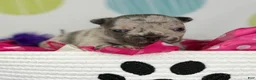 Frenchton dogs for sale: Farrah-DNA OFA  - Ad 6