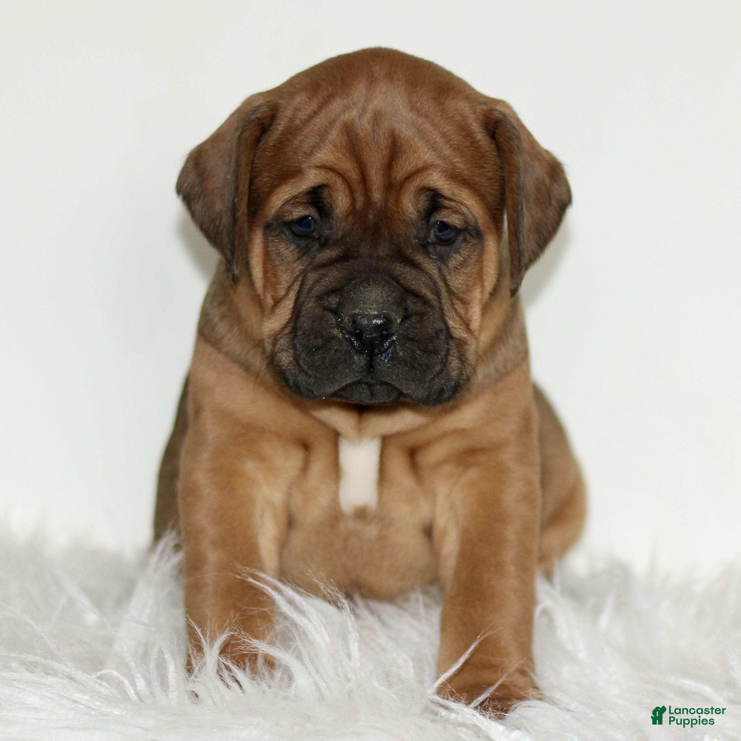 Mixed Breed dogs Domino  - Ad 24