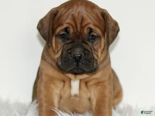 Mixed Breed dogs Domino - Ad 33