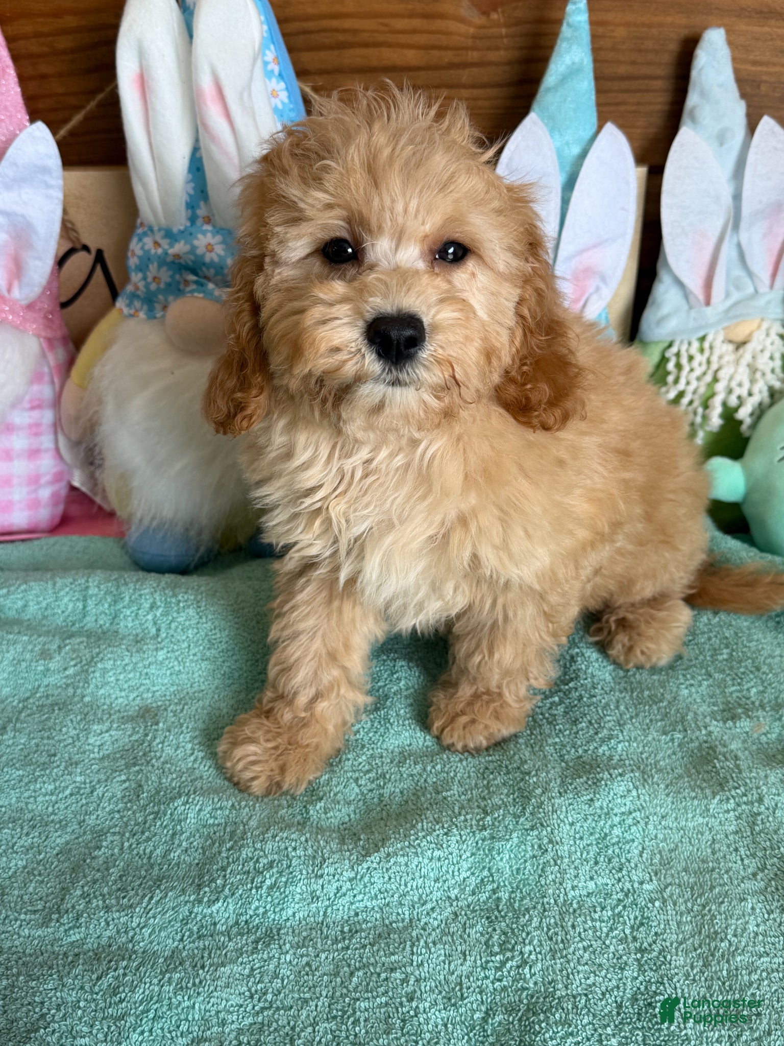Cavapoo dogs Barney - Ad 24