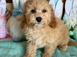 Cavapoo dogs Barney - Ad 24