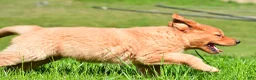 Golden Retriever dogs for sale: Turbo - Ad 7