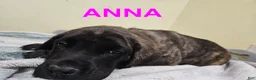 English Mastiff dogs for sale: English Mastiff Puppy 2 - Ad 2