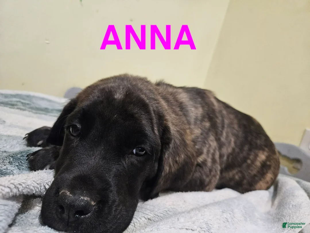English Mastiff dogs for sale: English Mastiff Puppy 2 - Ad 2