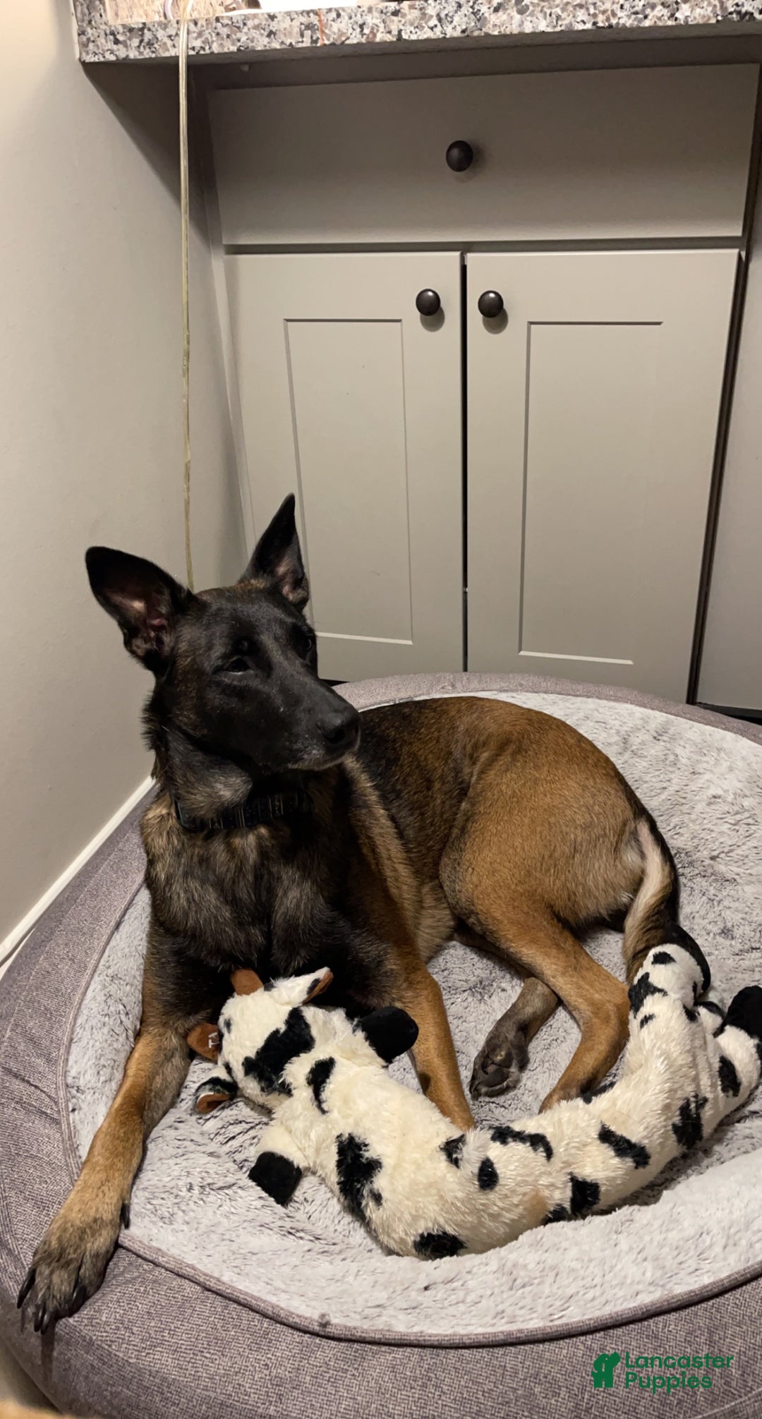 Mixed Breed dogs for sale: Mixed Breed Puppy 1 - Ad 2