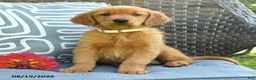 Golden Retriever dogs for sale: Melissa - Ad 3