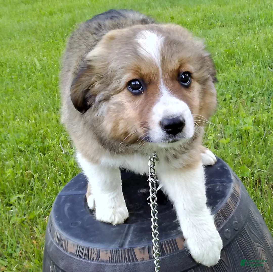 Australian Shepherd dogs for sale: Timmy - Ad 2