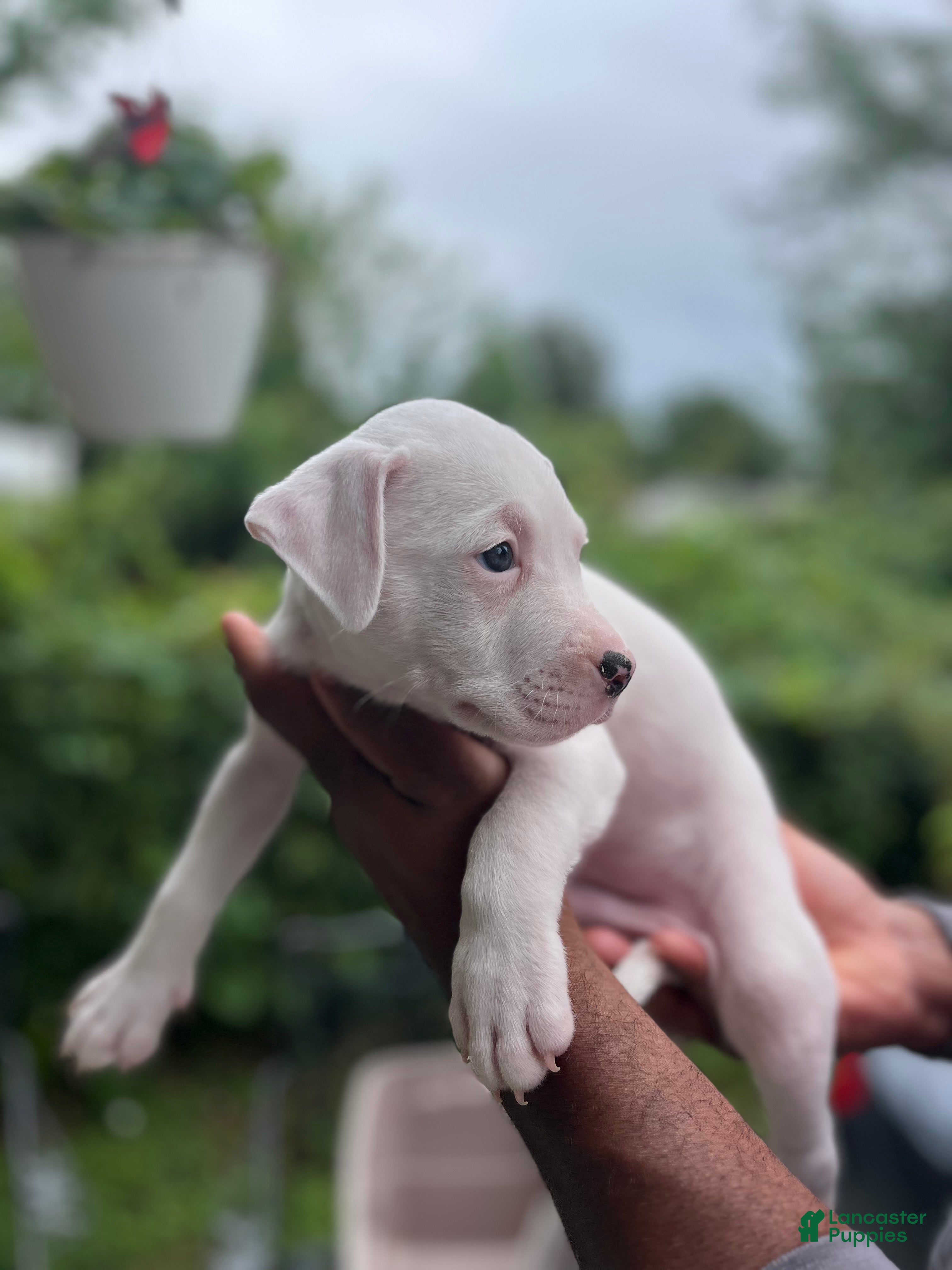 American Pit Bull Terrier dogs American Pit Bull Terrier 2 - Ad 15