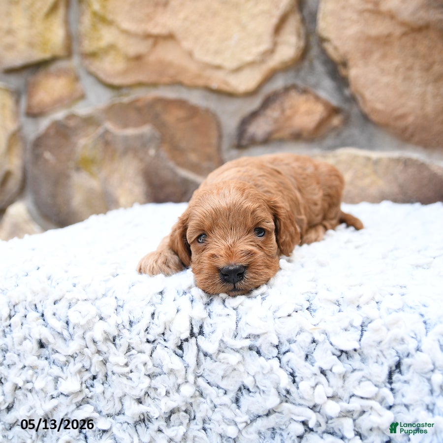 Cavapoo dogs Franklin - Ad 2