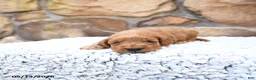Cavapoo dogs for sale: Franklin - Ad 7