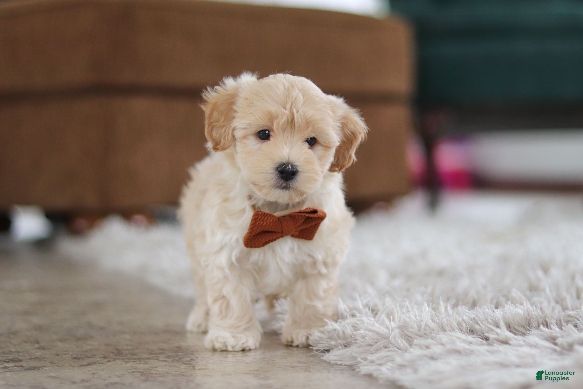 Maltipoo dogs Clark - Ad 2