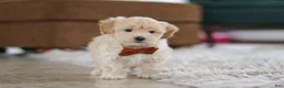 Maltipoo dogs for sale: Clark - Ad 2