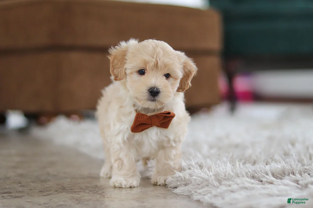 Maltipoo dogs for sale: Clark - Ad 2