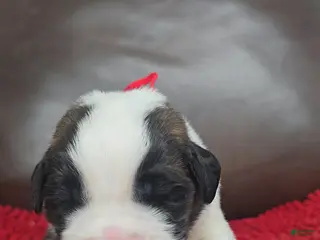 Saint Bernard dogs Timmy (red) - Ad 8