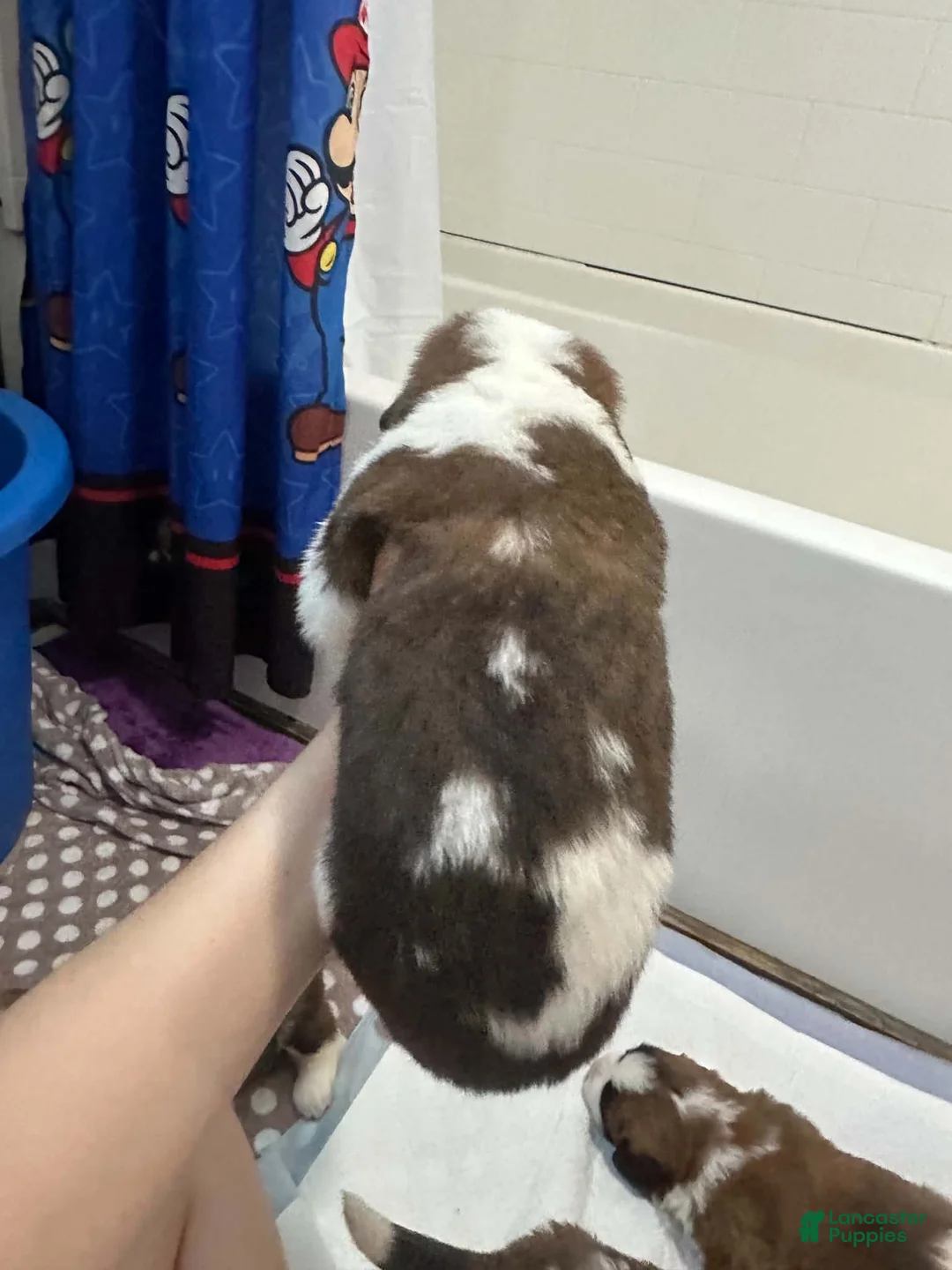 Saint Bernard dogs for sale: Mr. Bownie  - Ad 2