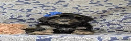Cockapoo dogs for sale: Lauralee - Ad 1