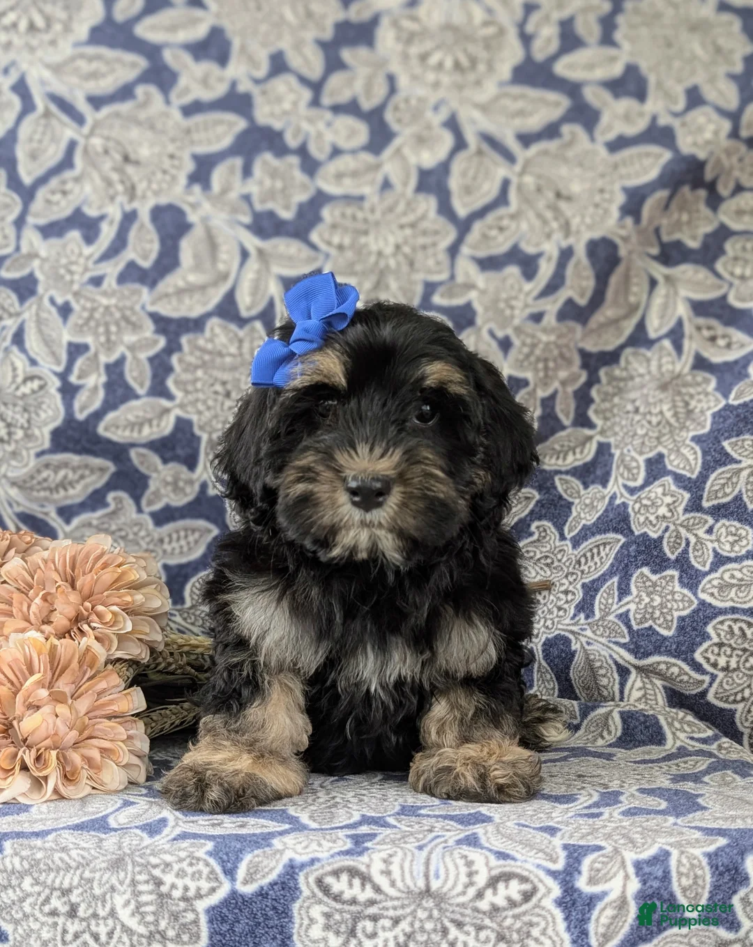 Cockapoo dogs for sale: Lauralee - Ad 1