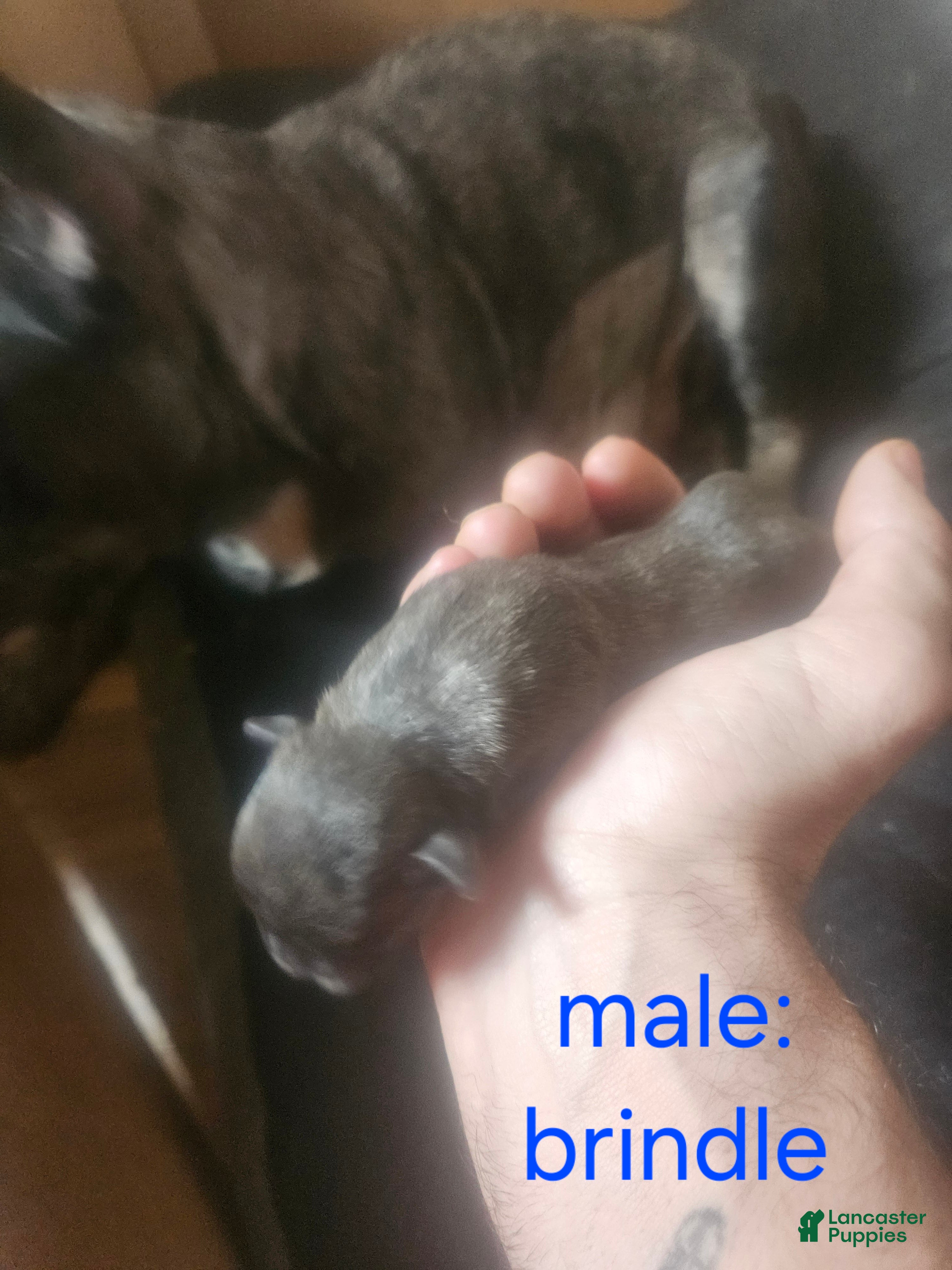 Frug dogs Frug 2 - Ad 15