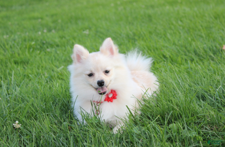 Pomeranian dogs Cooper  - Ad 2