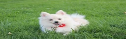 Pomeranian dogs for sale: Cooper  - Ad 2