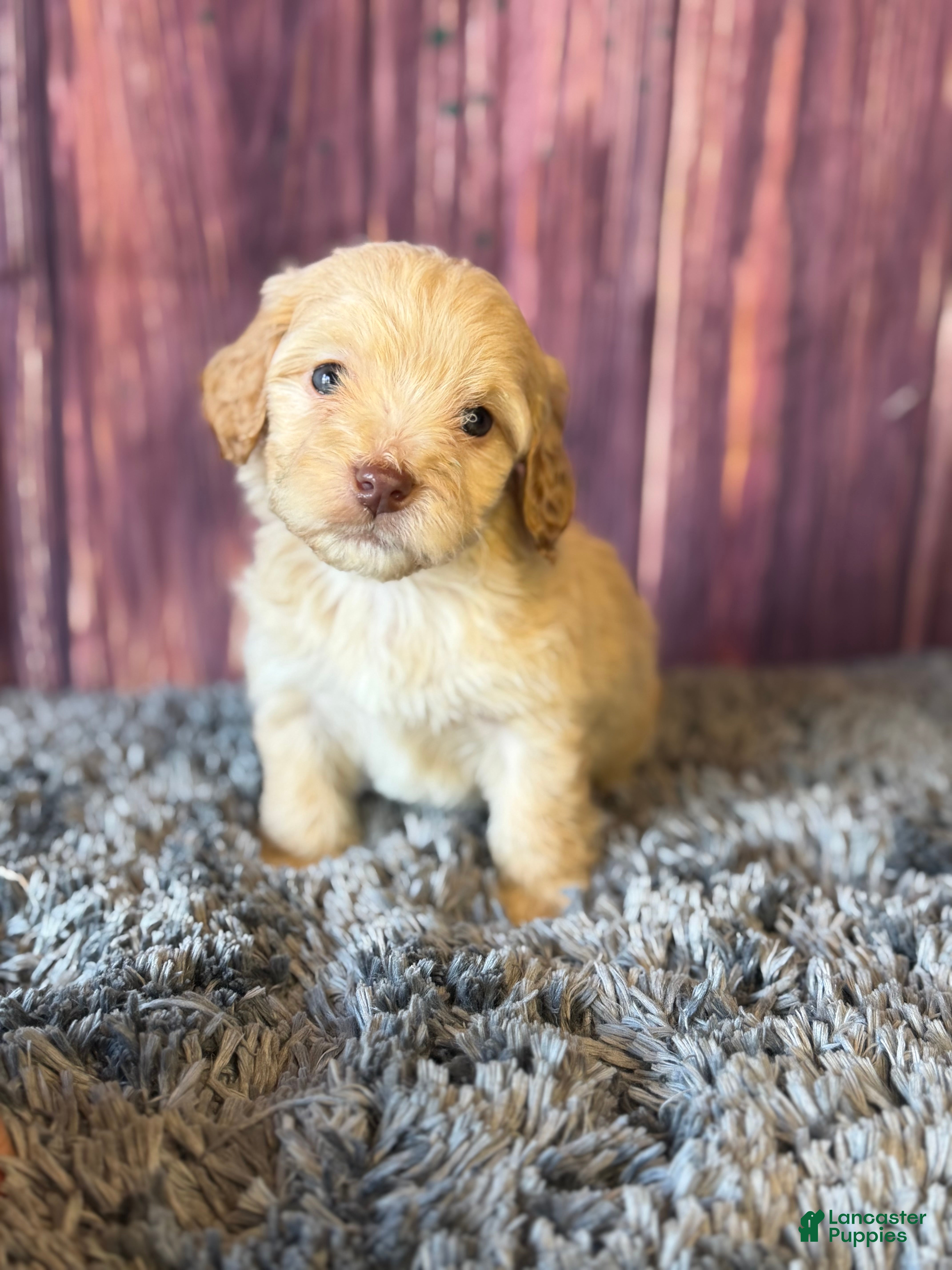 Cockapoo dogs Miles - Ad 1