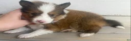 Shetland Sheepdog dogs for sale: Seamus - Ad 8