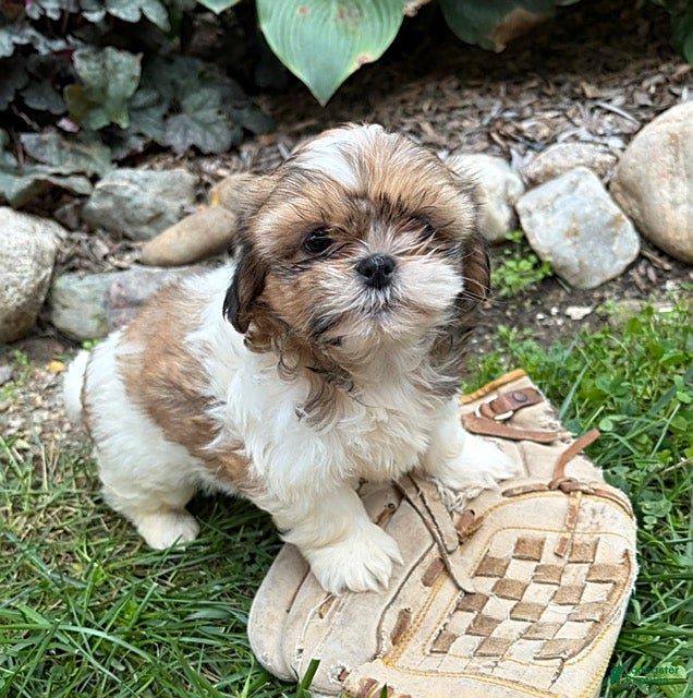 Shih Tzu dogs Clover - Ad 2