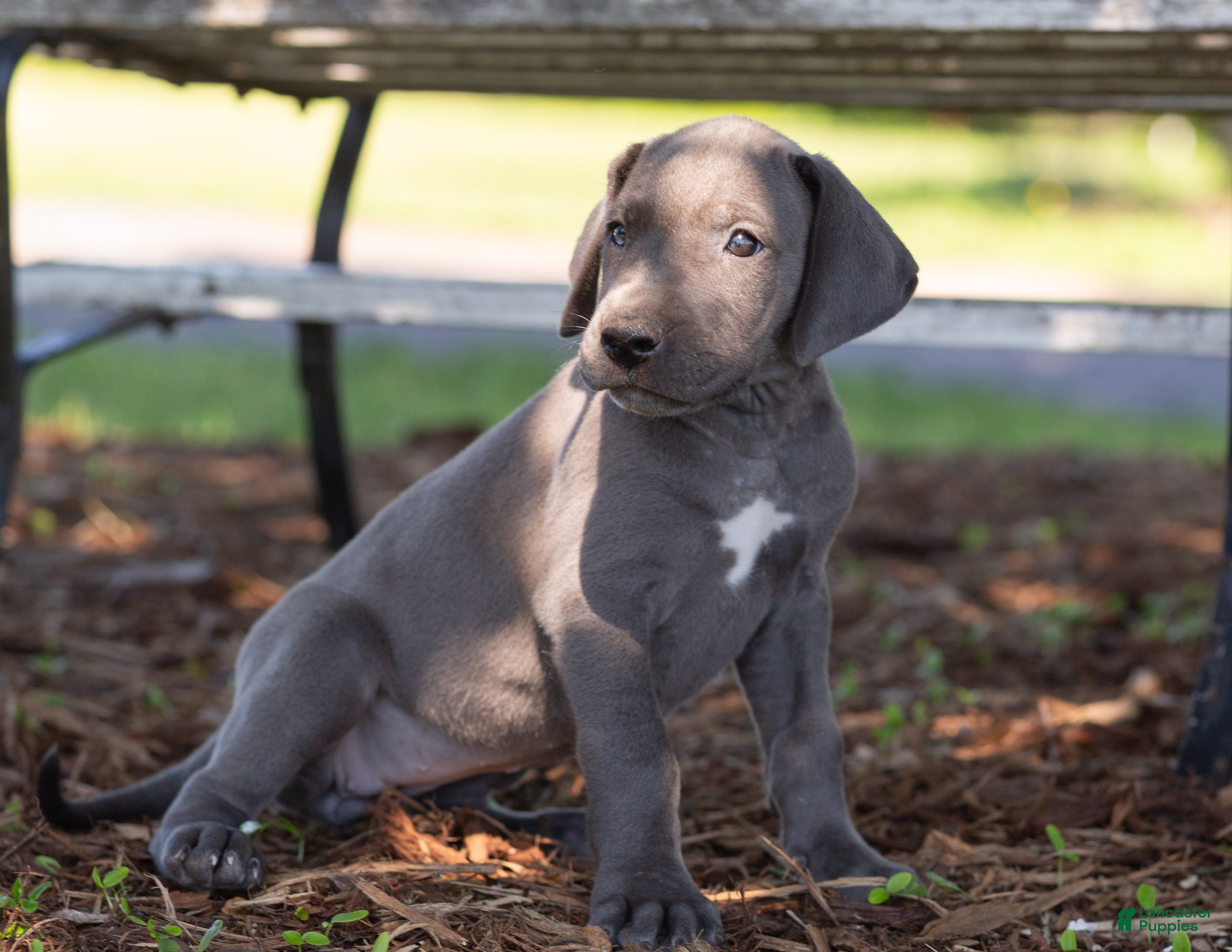 Great Dane dogs Aurora - Ad 2