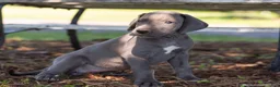 Great Dane dogs for sale: Aurora - Ad 2