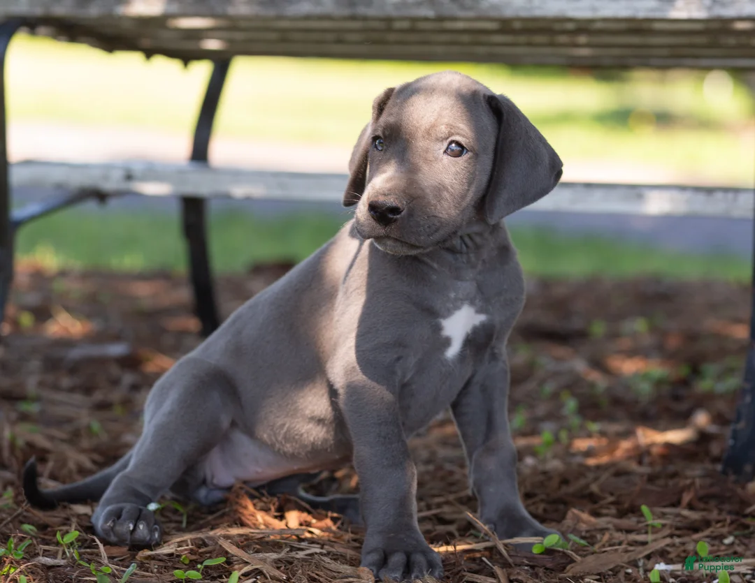Great Dane dogs for sale: Aurora - Ad 2