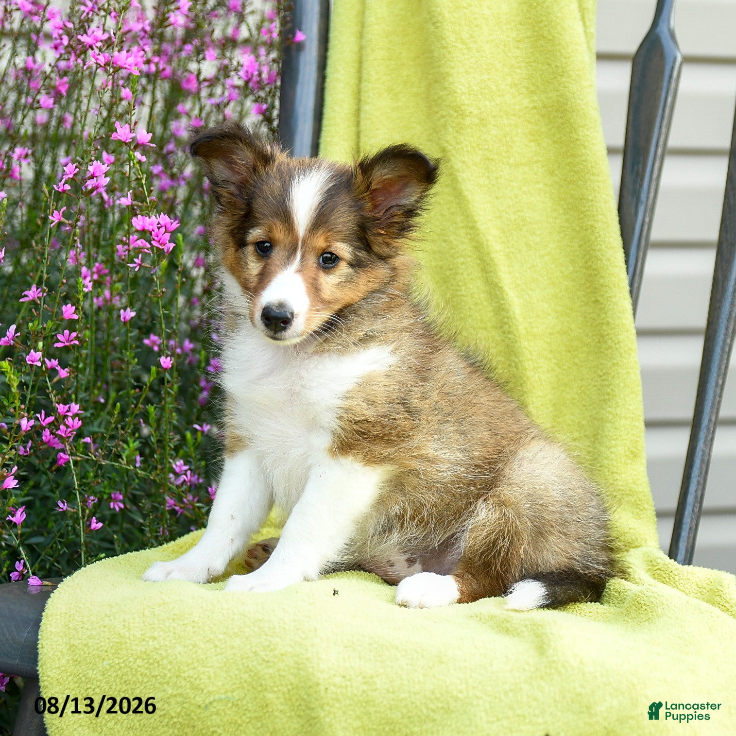 Shetland Sheepdog dogs Tori - Ad 1