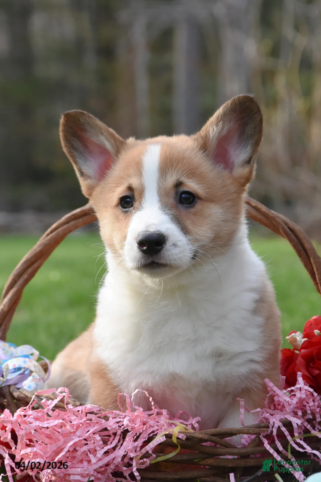 Welsh Corgi Pembroke dogs for sale: Brent - Ad 2