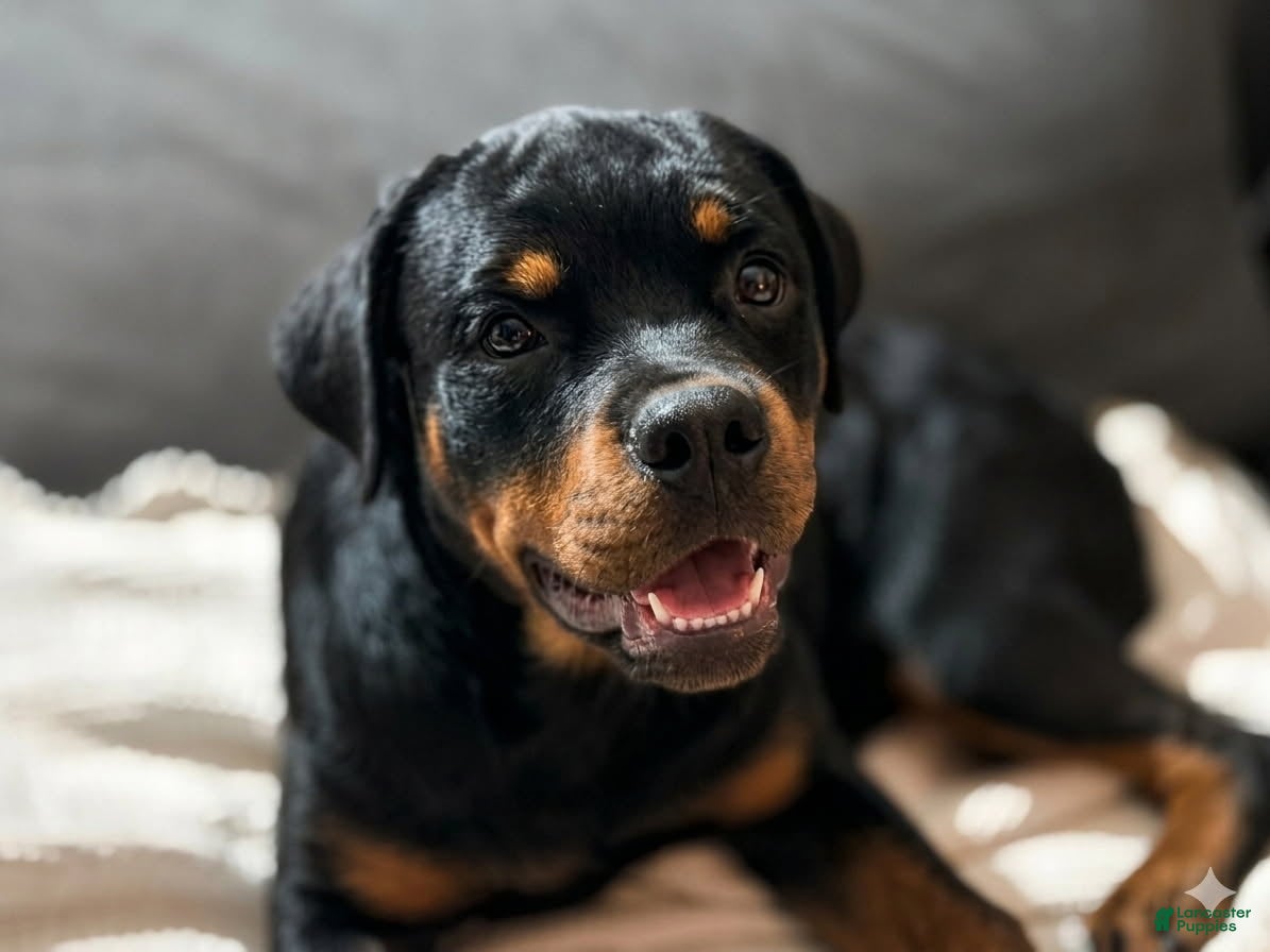Lavender (Rottweiler, Female) in Louisville, KY