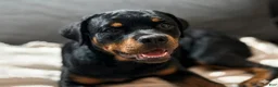 Rottweiler dogs for sale: Lavender - Ad 1