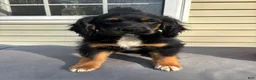 Mixed Breed dogs for sale: Milo - Ad 3