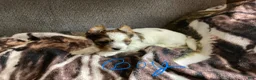 Biewer Terrier dogs for sale: Biewer Terrier Puppy 3 - Ad 4