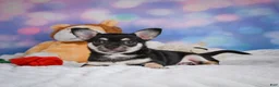 Chihuahua dogs for sale: Callie - Ad 7