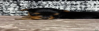 Yorkshire Terrier 5