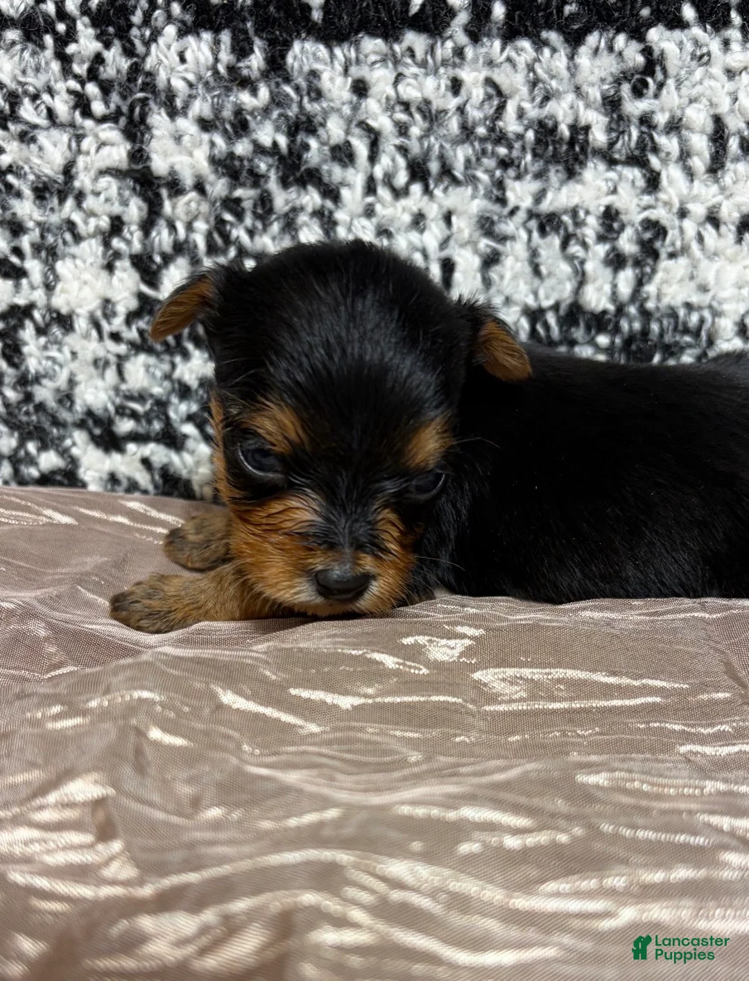 Yorkshire Terrier dogs for sale: Yorkshire Terrier 5 - Ad 1