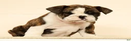 English Bulldog dogs for sale: Clover - Ad 9