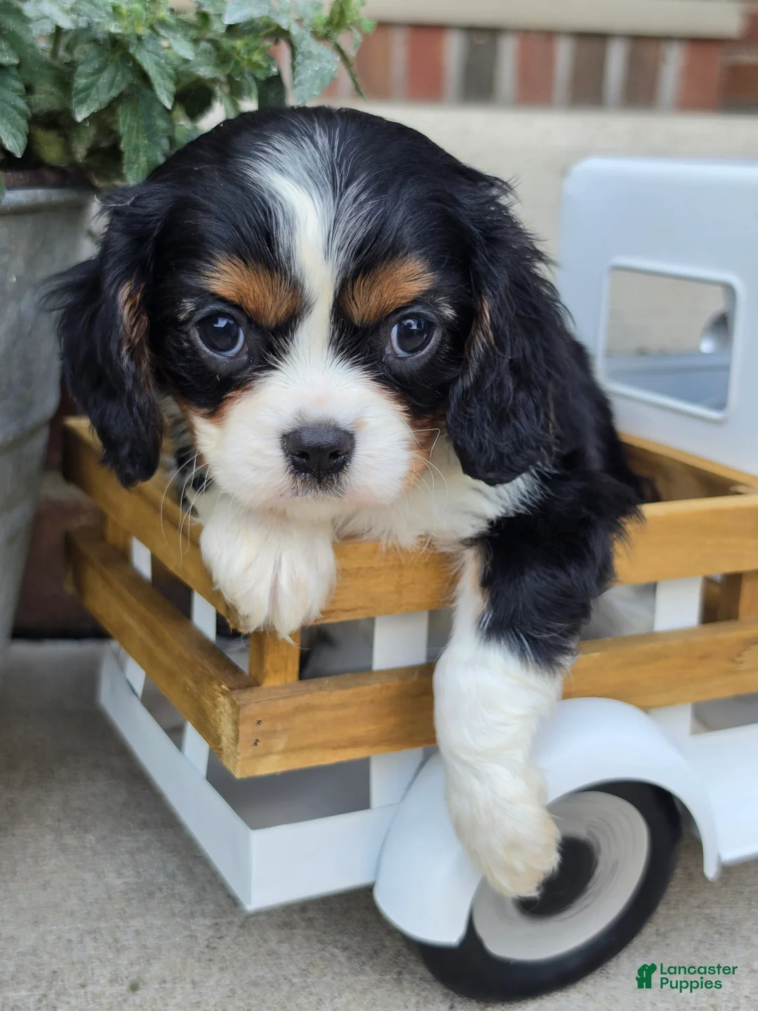 Cavalier King Charles Spaniel dogs for sale: lady - Ad 1