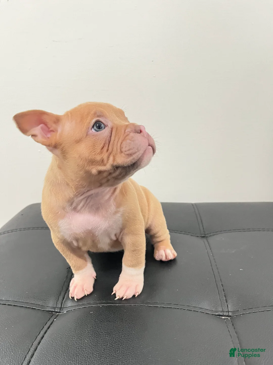 American Bully dogs for sale: American Bully 6 - Ad 1
